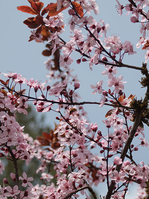 2017-cherry-blossom