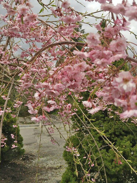 2017-weeping-flowering-cherry.jpg