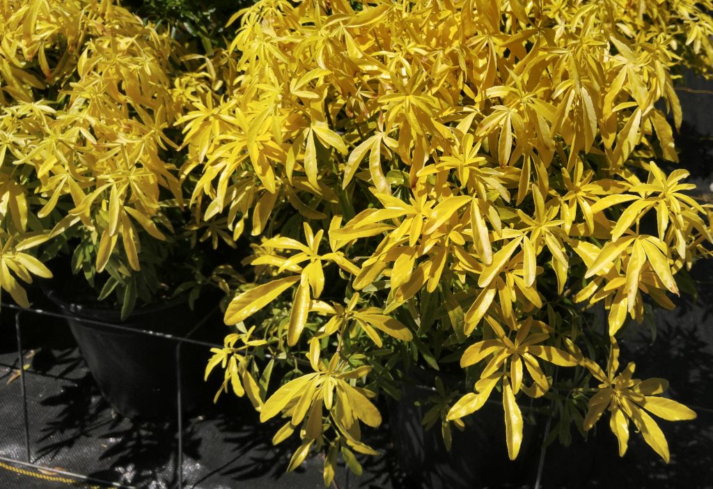 Choisya 'Goldfinger' - low maintenance plant