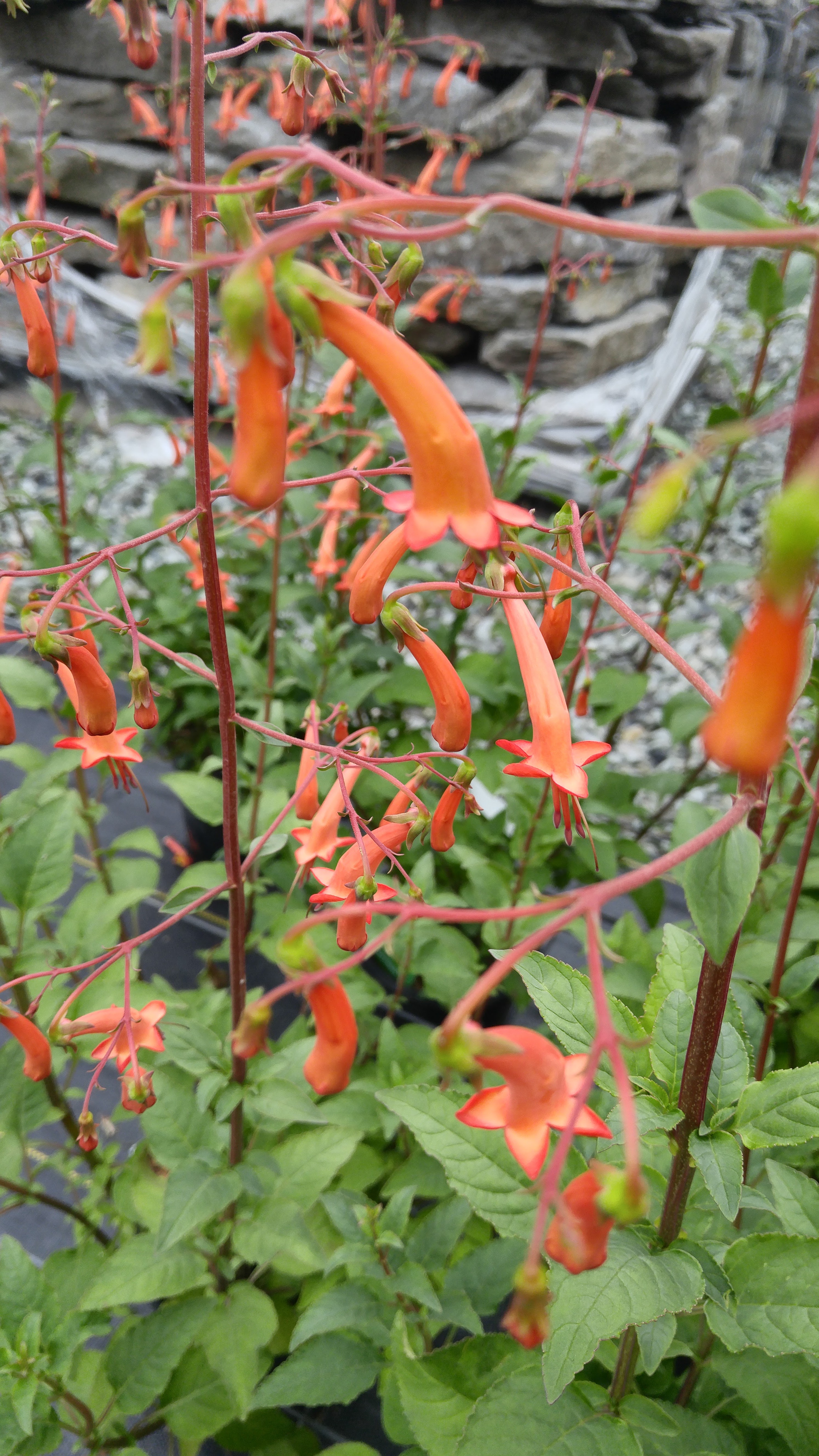 Unique Plants For Year round Interest Selections Nursery