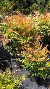 Nandina 'Gulf Stream' - low maintenance plant