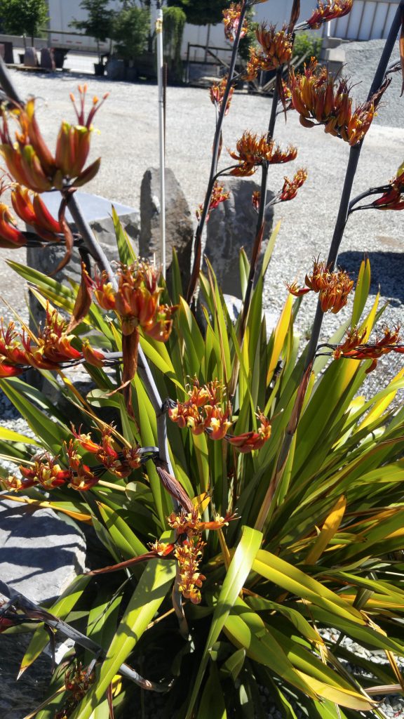 Phormium tenax 'Bronze' 1 - low maintenance plant