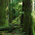 West Coast Forest - mossy trees